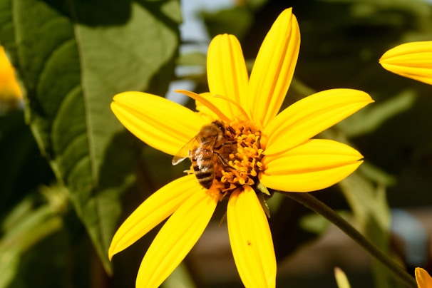 A close-up of a bee pollinating a vibrant flower.