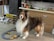 A fluffy, long-haired dog stands on the wooden floor next to a toy racetrack with several small vehicles on it. Behind the dog, there is a wooden drawer with various items on top, including boxes and miscellaneous objects. The room has a casual, lived-in appearance.