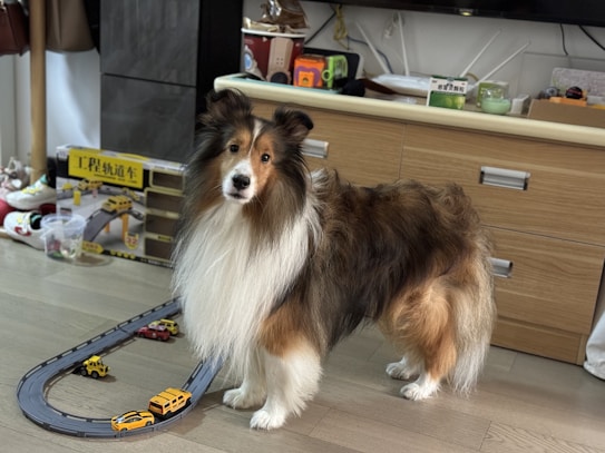 A fluffy, long-haired dog stands on the wooden floor next to a toy racetrack with several small vehicles on it. Behind the dog, there is a wooden drawer with various items on top, including boxes and miscellaneous objects. The room has a casual, lived-in appearance.