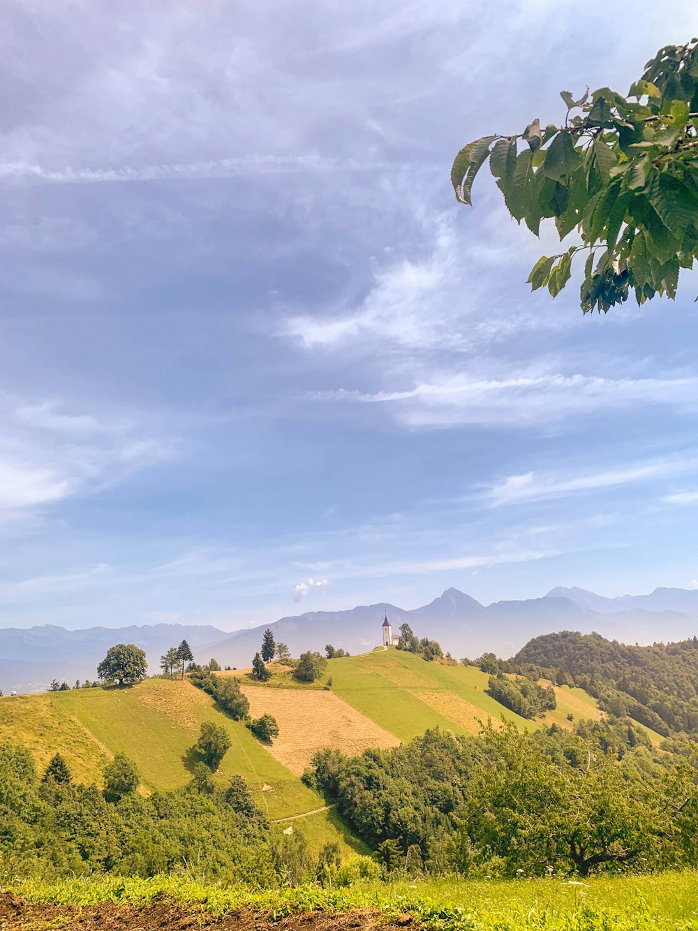 ein grasbewachsener Hügel mit Bäumen und Bergen im Hintergrund