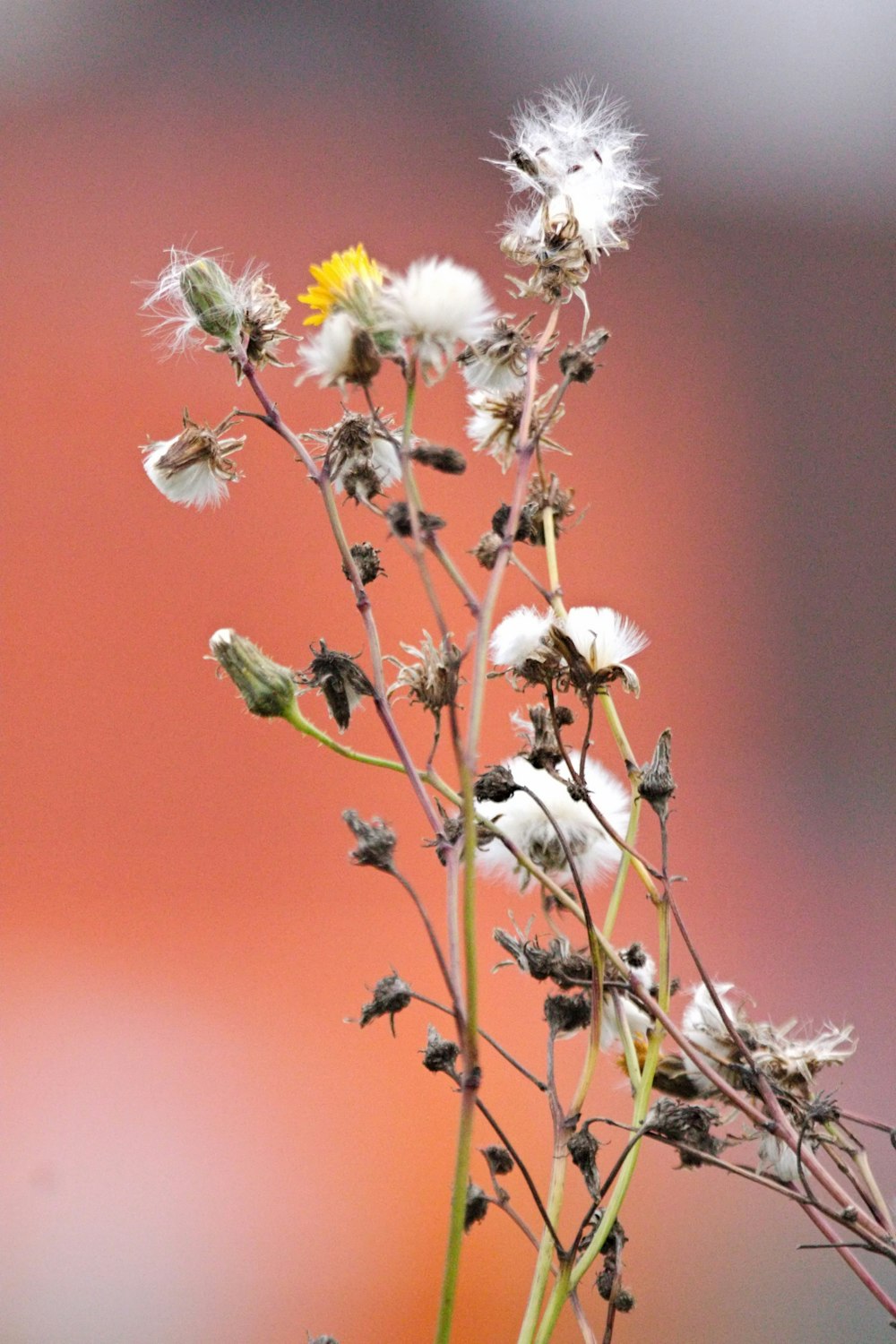 a close up of a flower with a blurry background