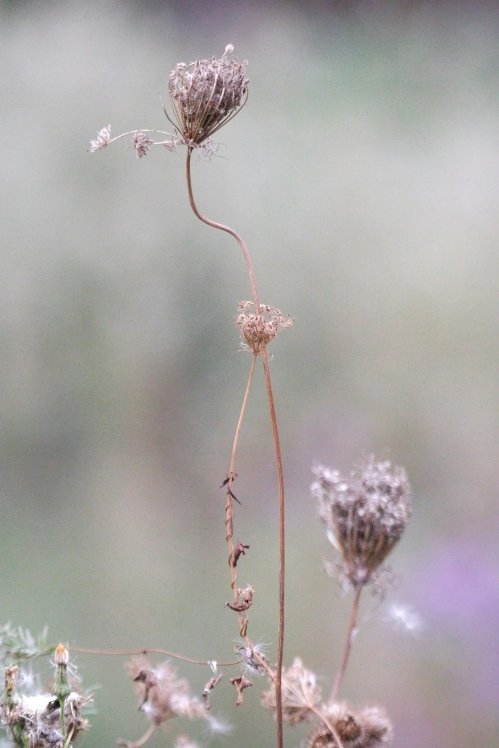 a close up of a flower with a blurry background