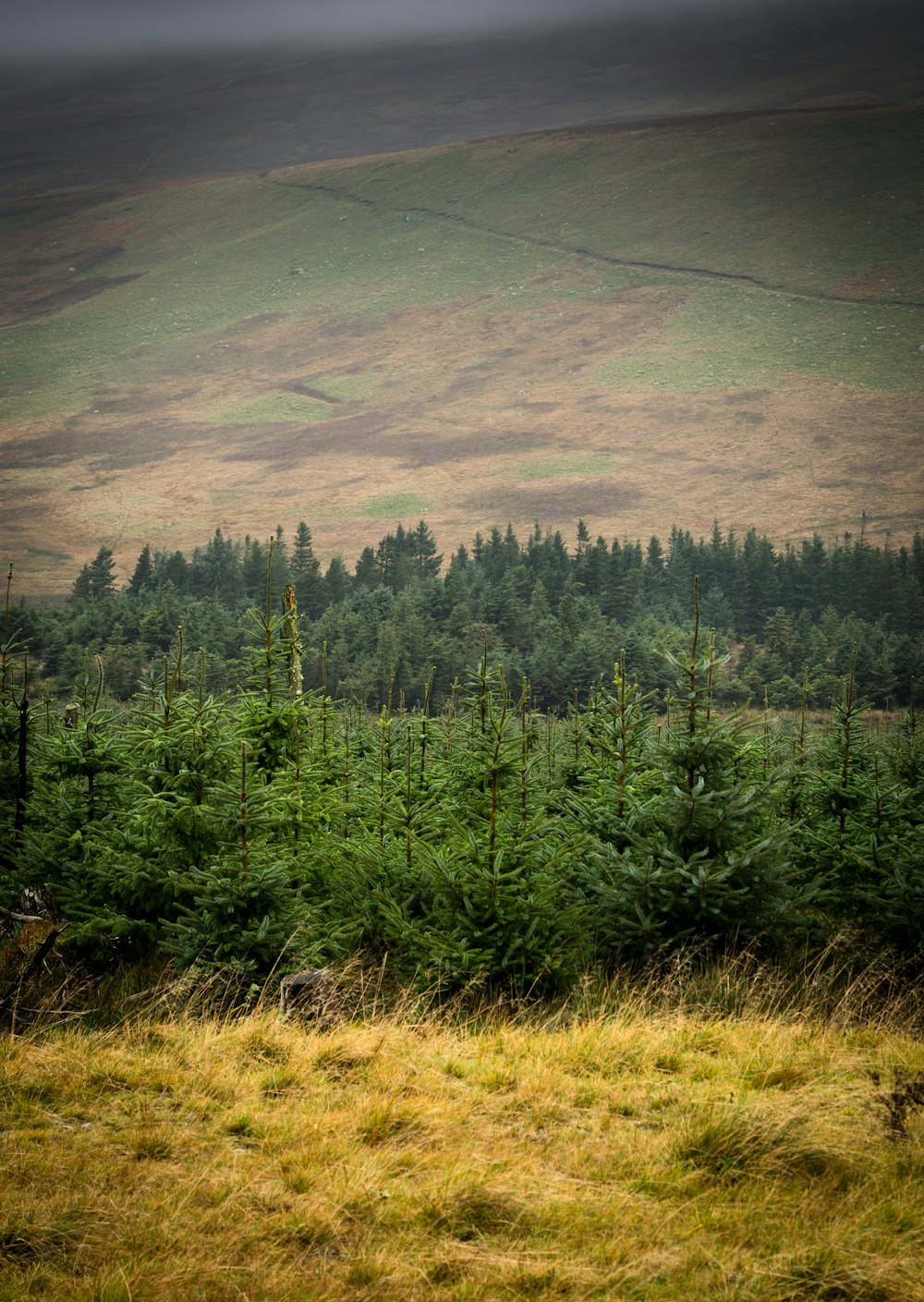 a field with trees and a hill in the background