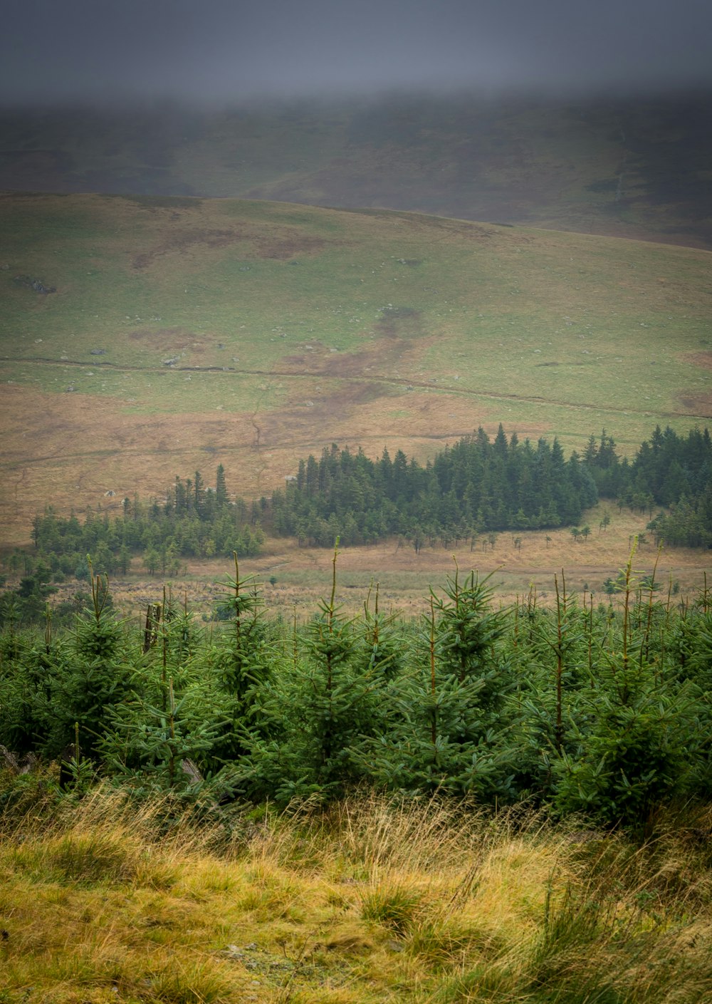 a field with trees and a hill in the background