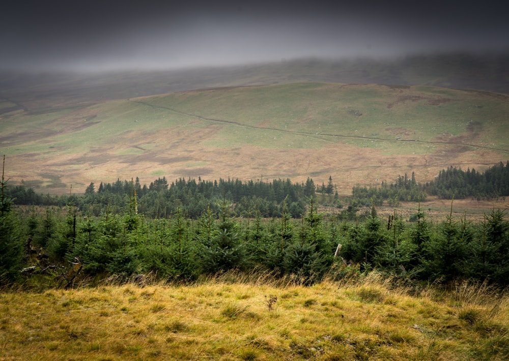 a field with trees and a mountain in the background