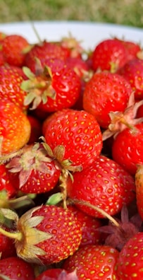 A close-up of ripe strawberries ready for picking.