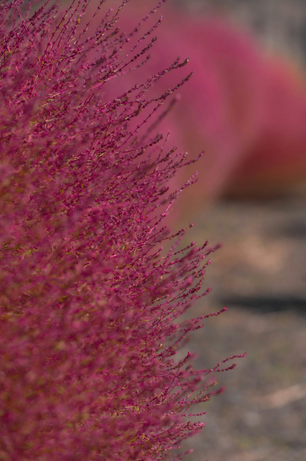 a close up of a plant with a blurry background