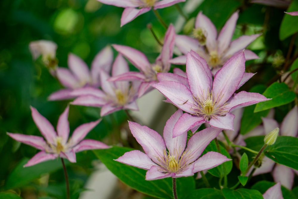 a group of pink flowers with green leaves