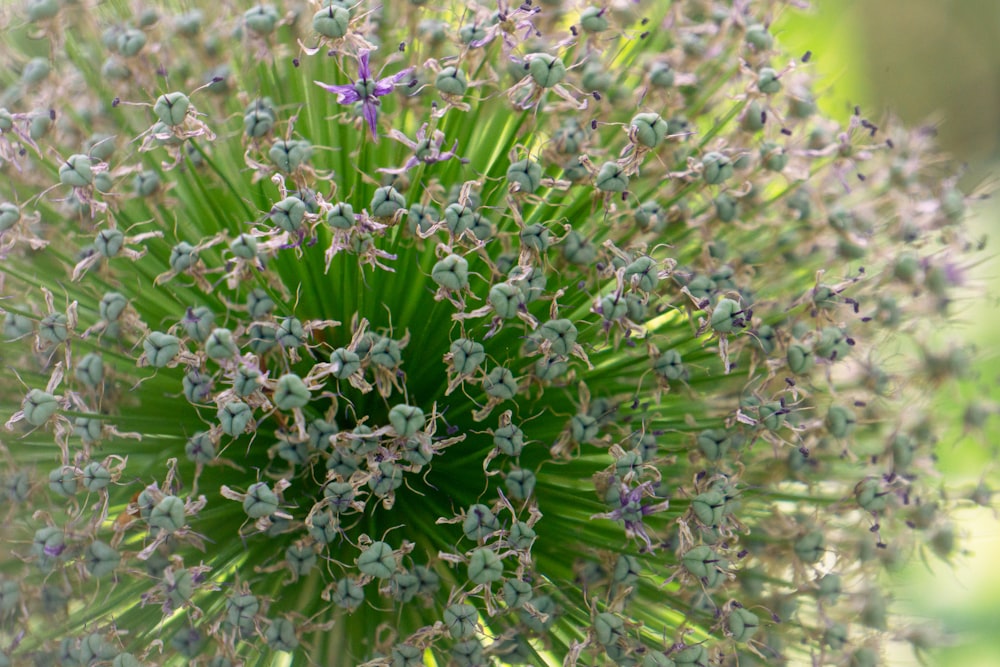 a close up of a green plant with lots of flowers