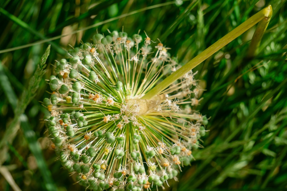 a close up of a dandelion in a field