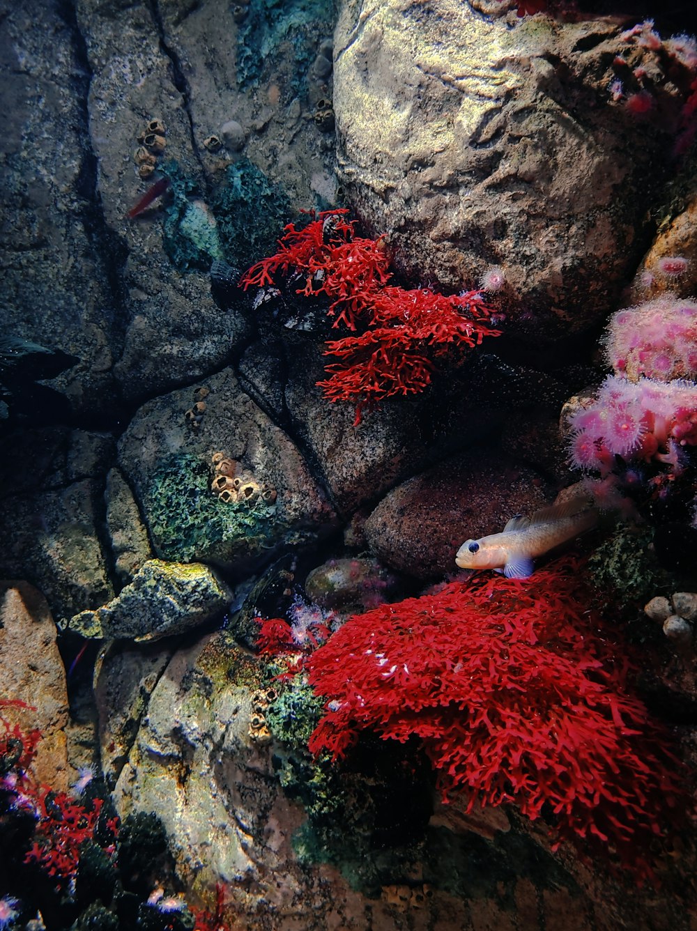 a fish is swimming in the water near some corals