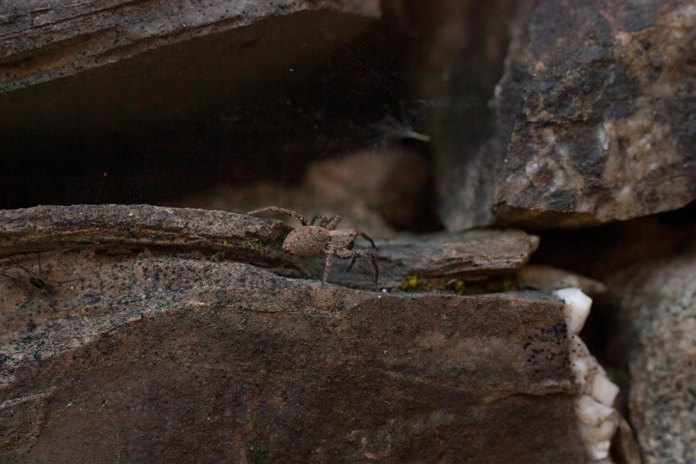 a spider crawling on a rock in the wild