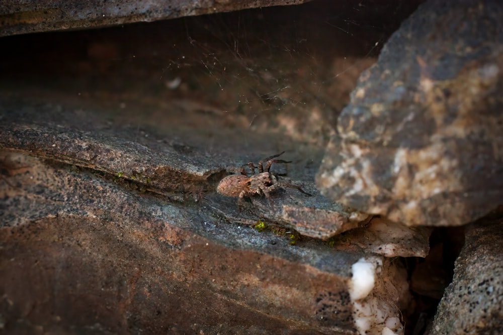 eine Spinne, die an der Seite einer Steinmauer krabbelt