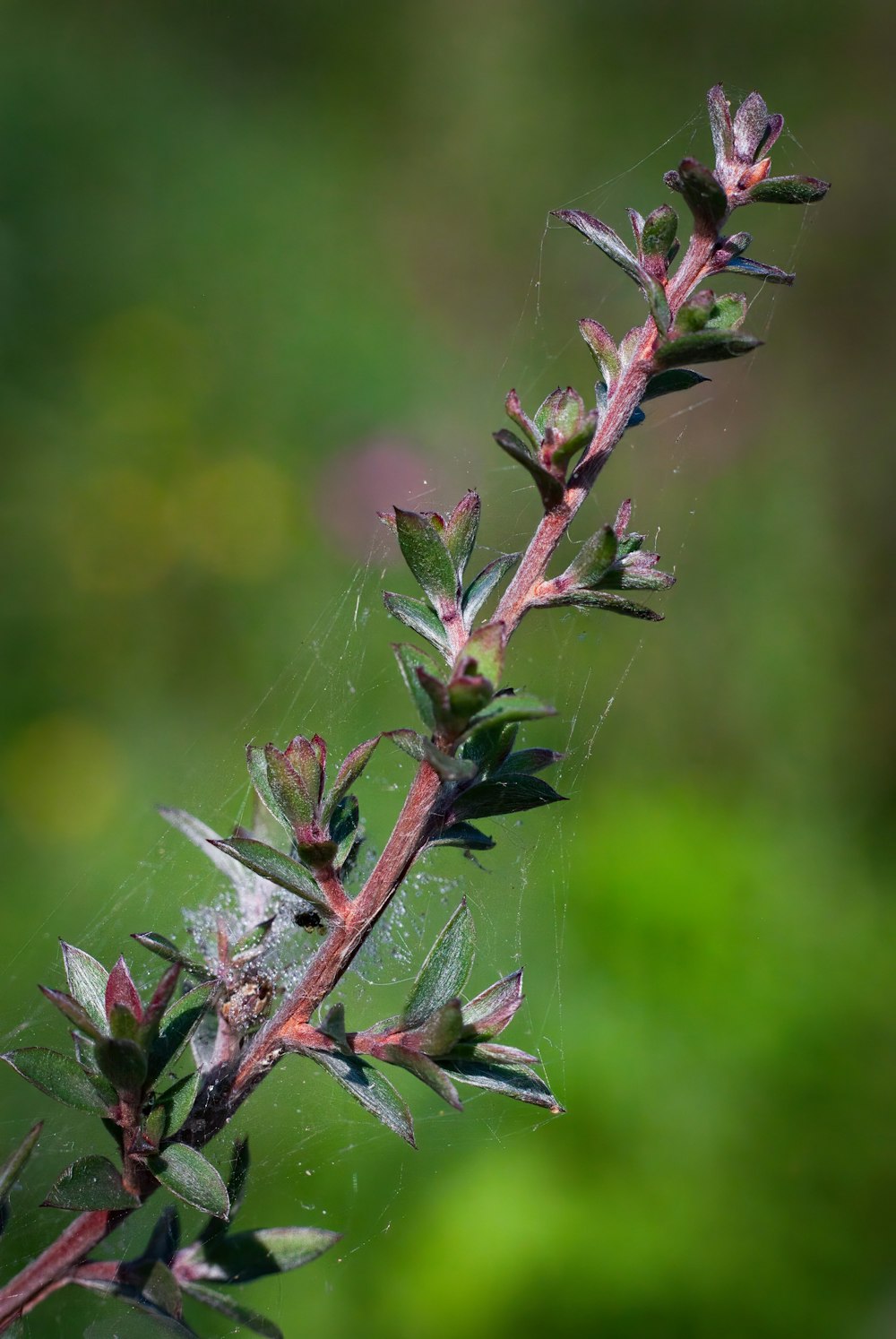 a close up of a plant with a spider web on it