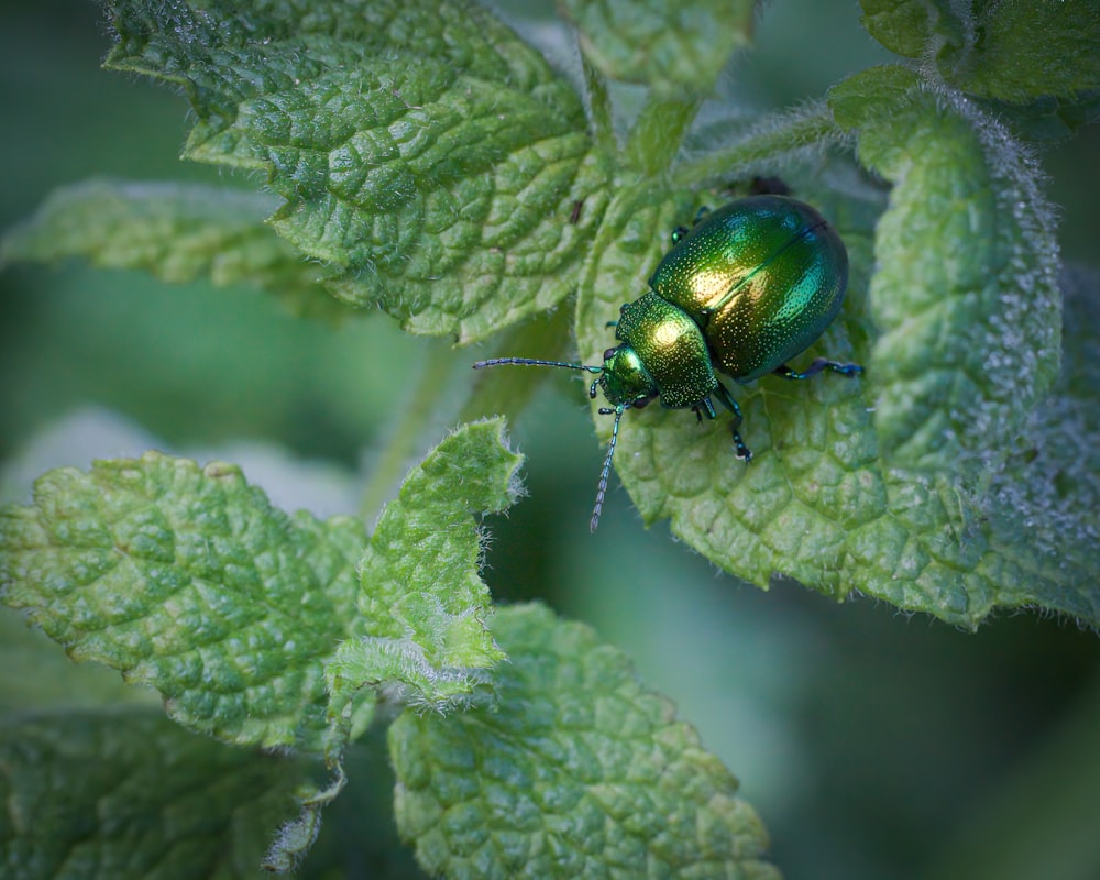 a green beetle sitting on top of a green leaf