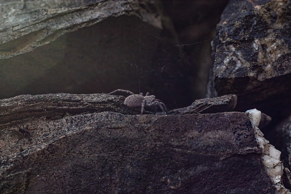 a spider crawling on a rock in a cave