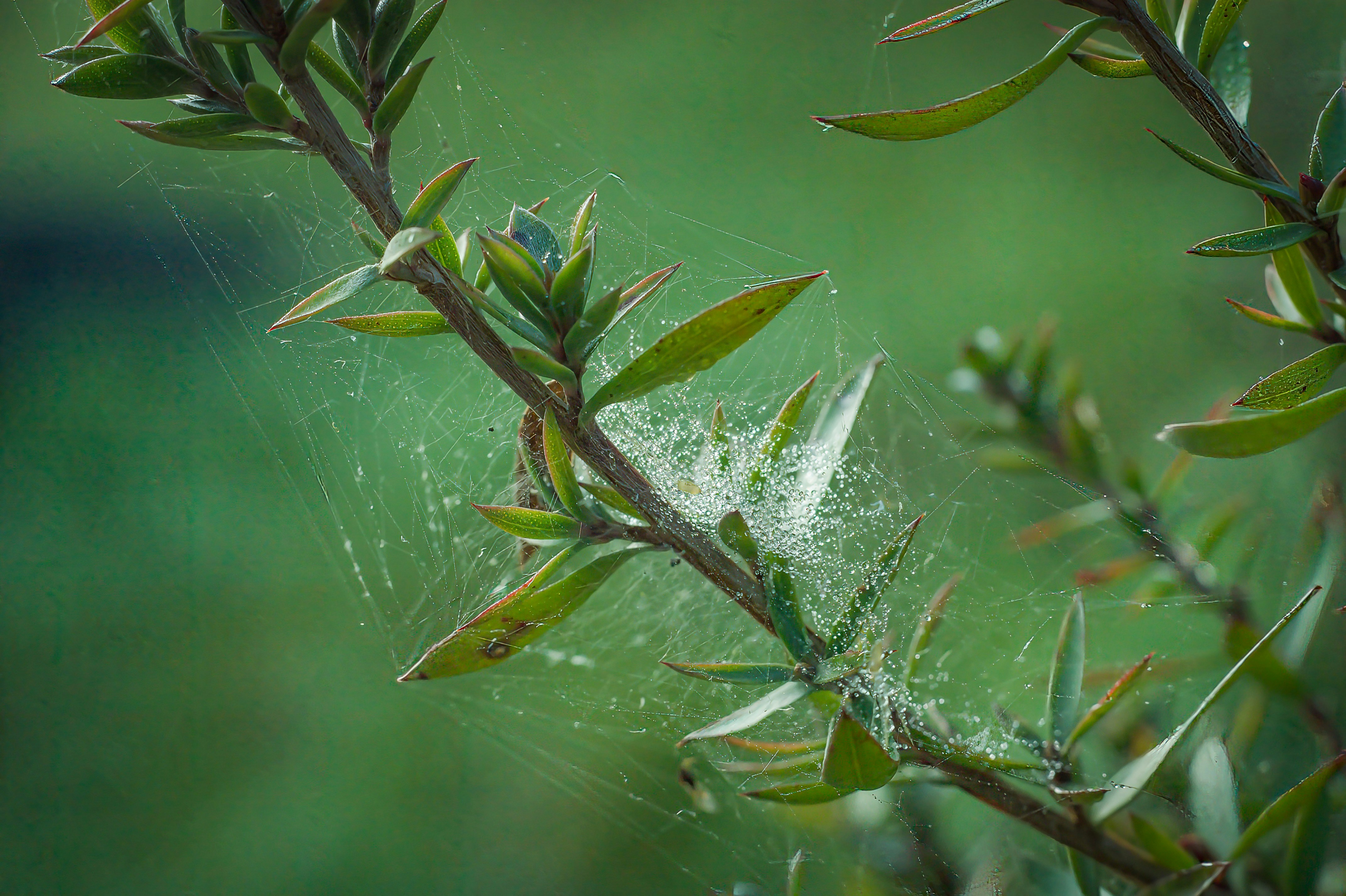a close up of a spider web on a tree branch