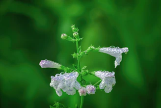 Close-up of lavender flowers with morning dew, highlighting natural freshness.