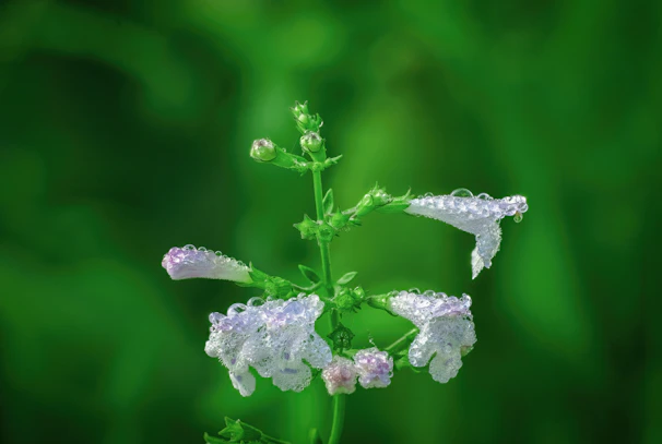 Close-up of lavender flowers with morning dew, highlighting natural freshness.