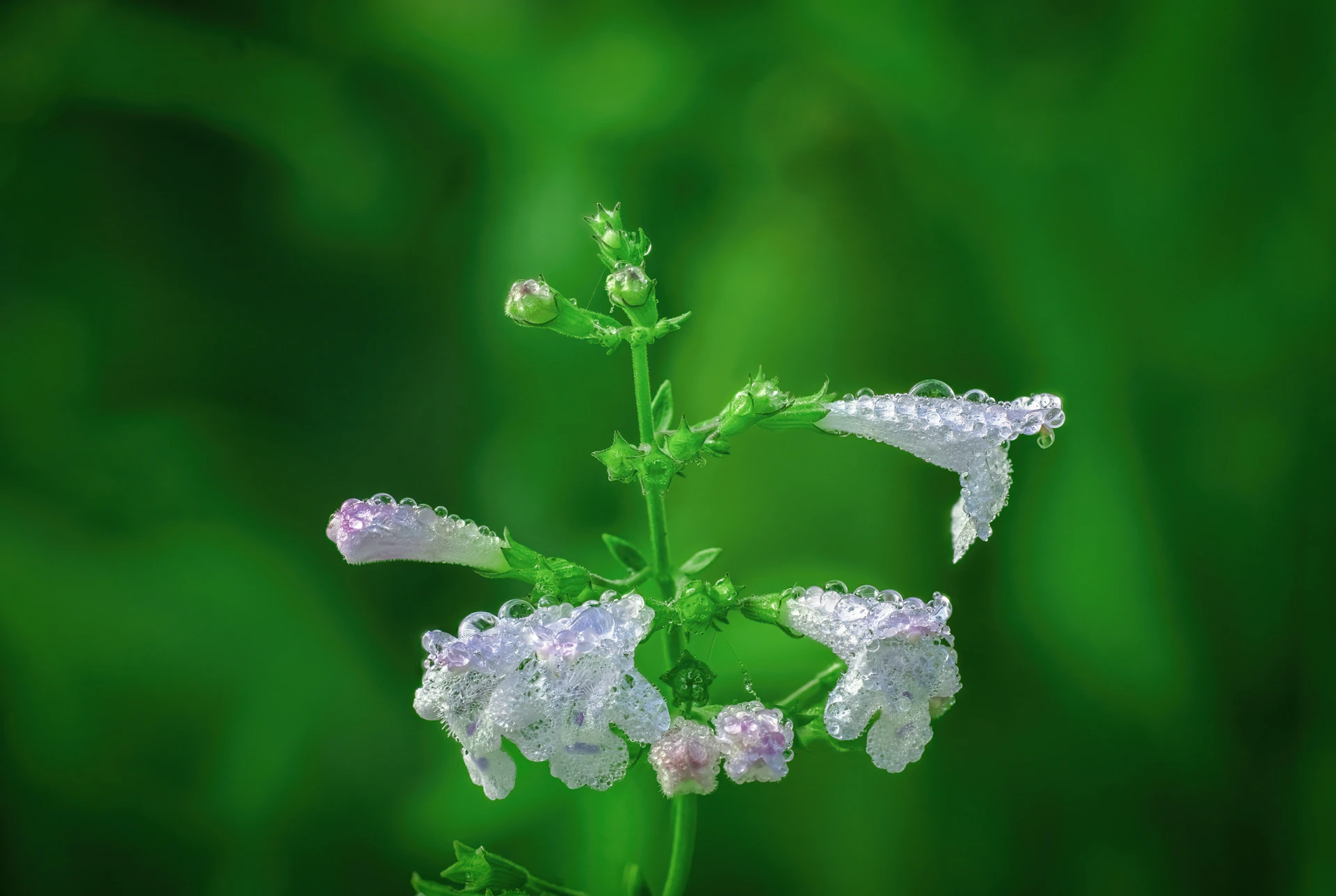 Close-up of delicate lavender sprigs intertwined with white daisies, capturing fresh morning dew.