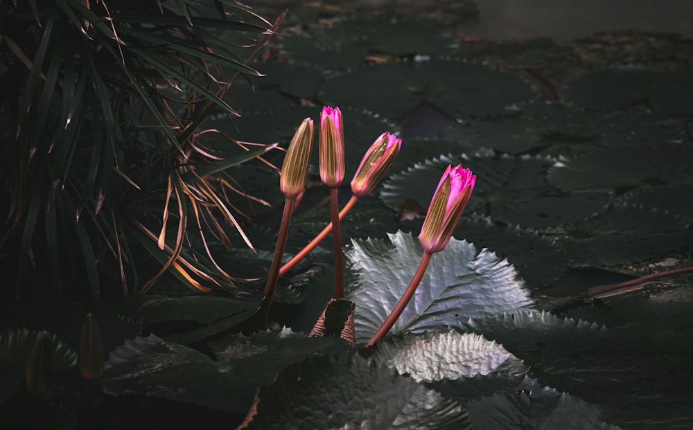 a couple of pink flowers sitting on top of a lush green plant