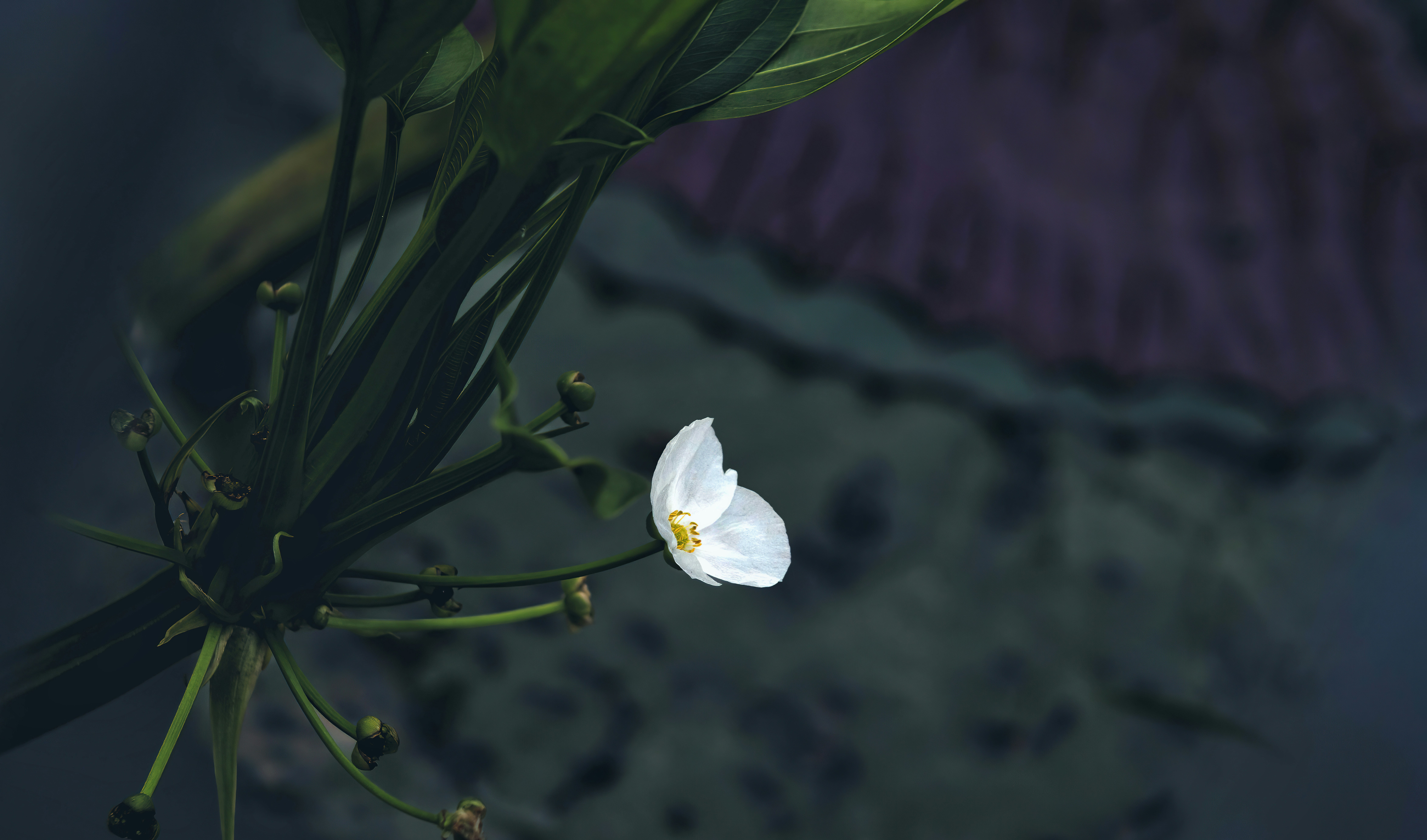 un singolo fiore bianco con foglie verdi sullo sfondo