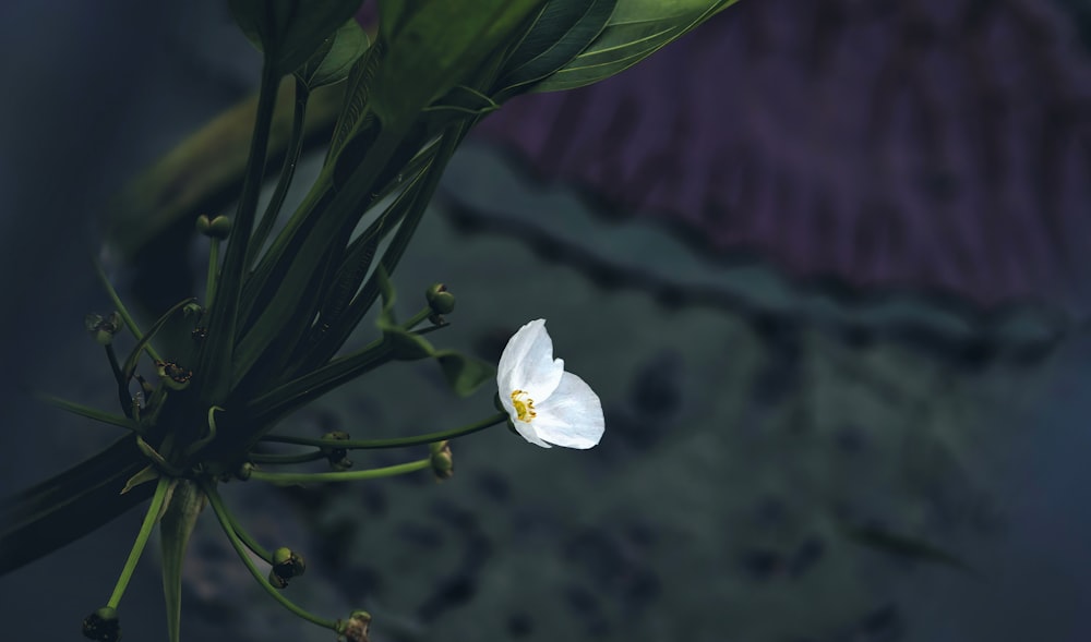 a single white flower with green leaves in the background