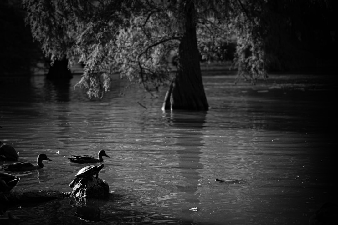 black and white photograph of ducks in a flooded area,