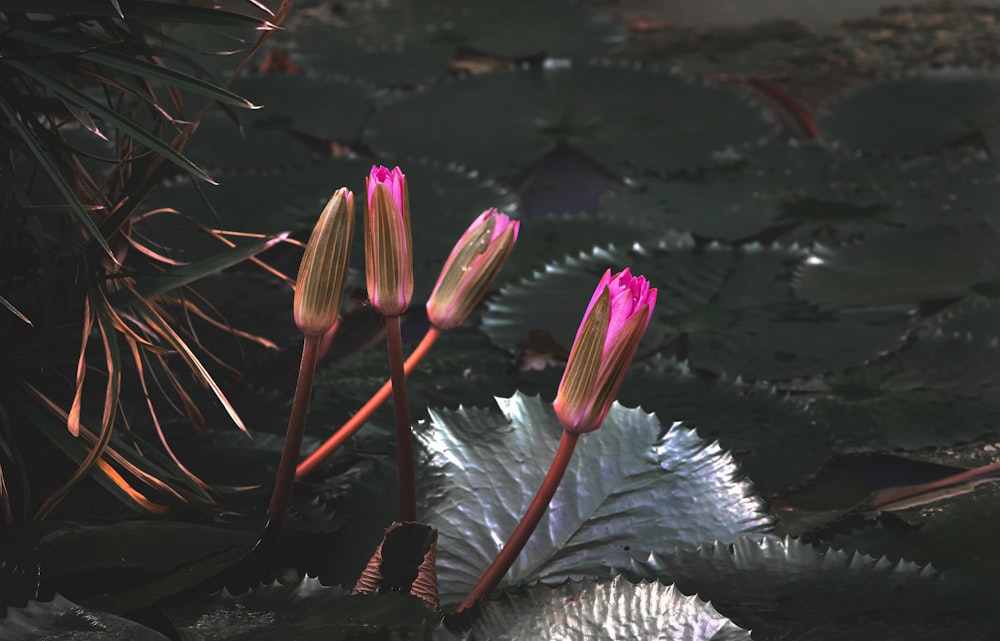 a close up of a flower on a plant with leaves