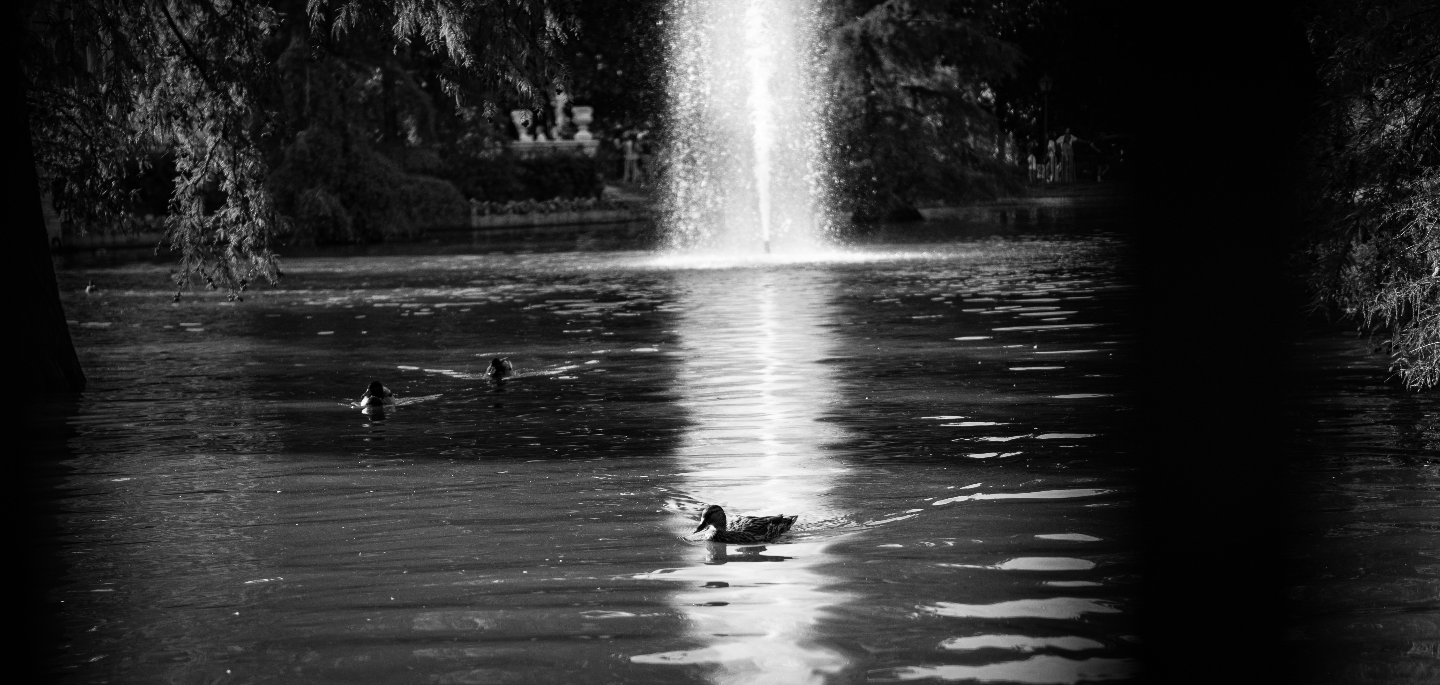 a couple of ducks swimming in a pond, 