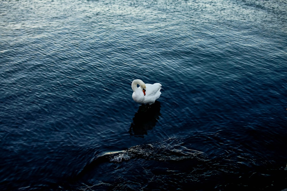 a white swan floating on top of a body of water