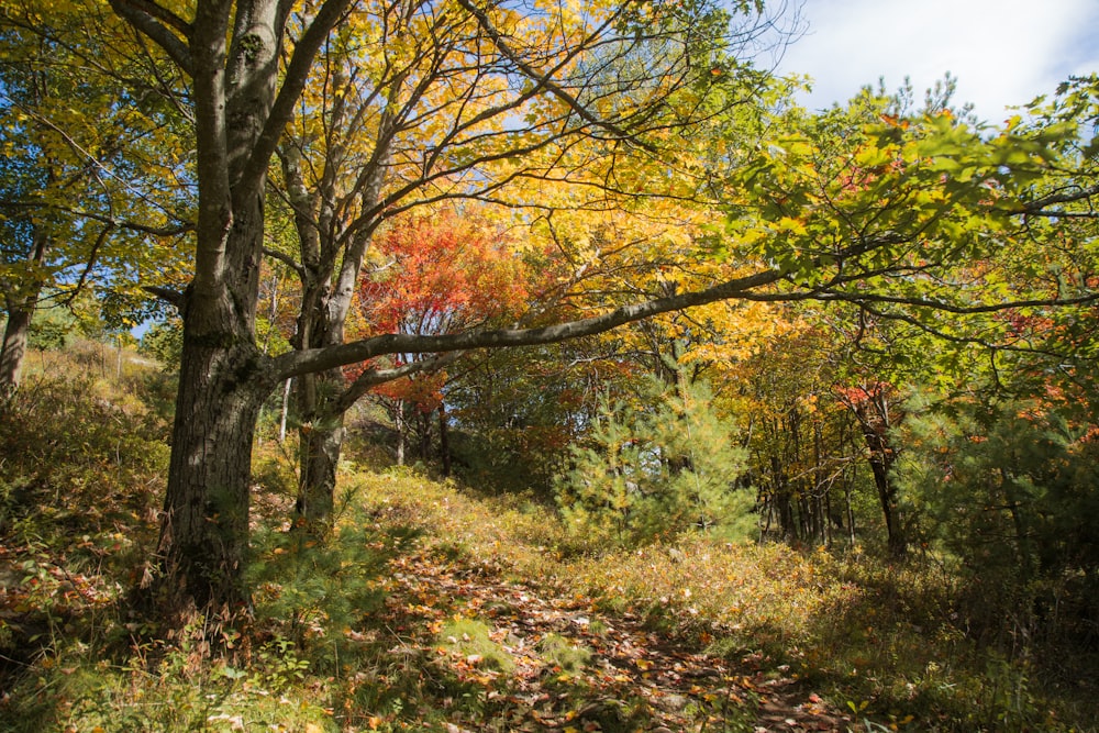 a wooded area with lots of trees and leaves