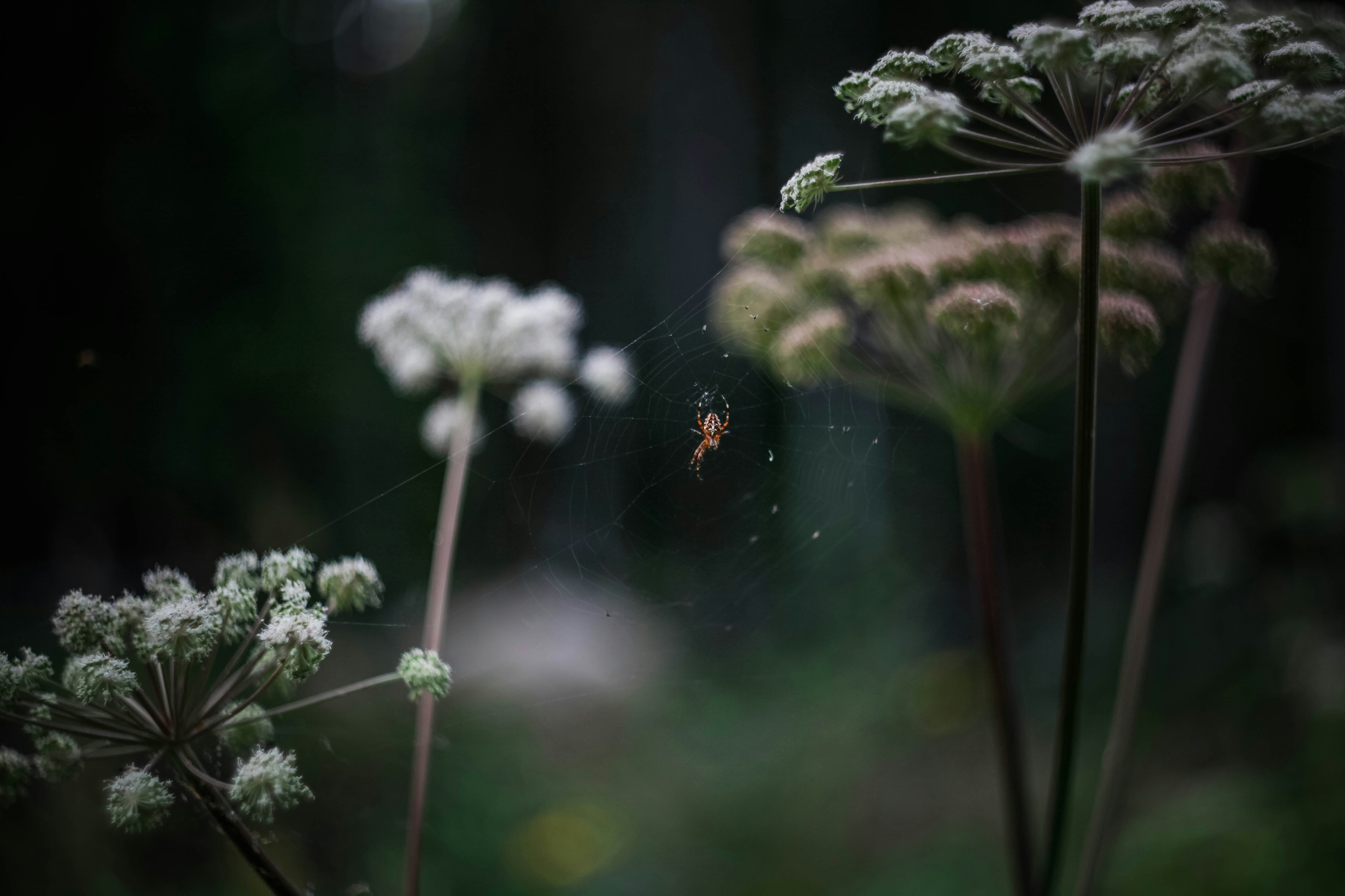 a spider sits on its web in a field of flowers