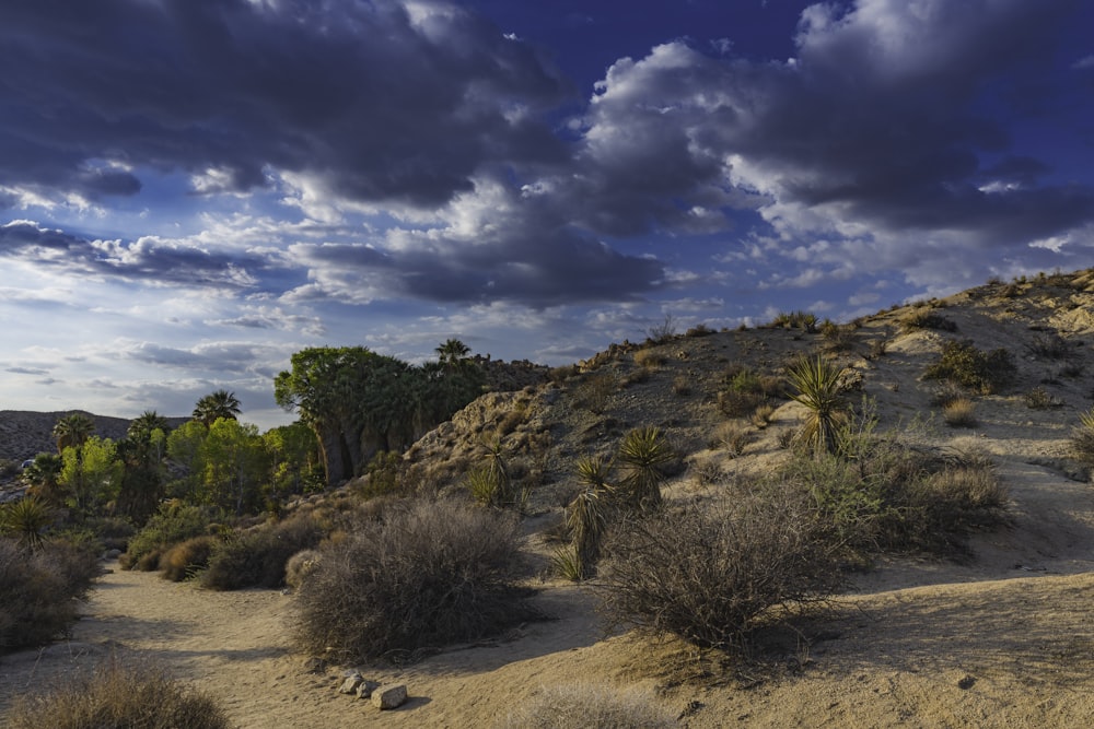 a desert landscape with trees and bushes under a cloudy sky