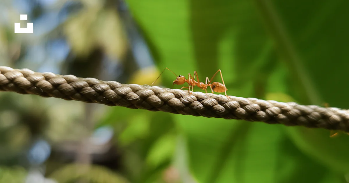 A close up of a rope with a bug on it photo – Free Green Image on Unsplash