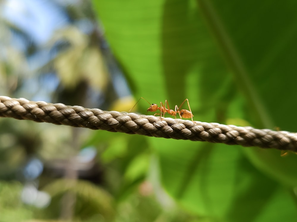 a close up of a rope with a bug on it