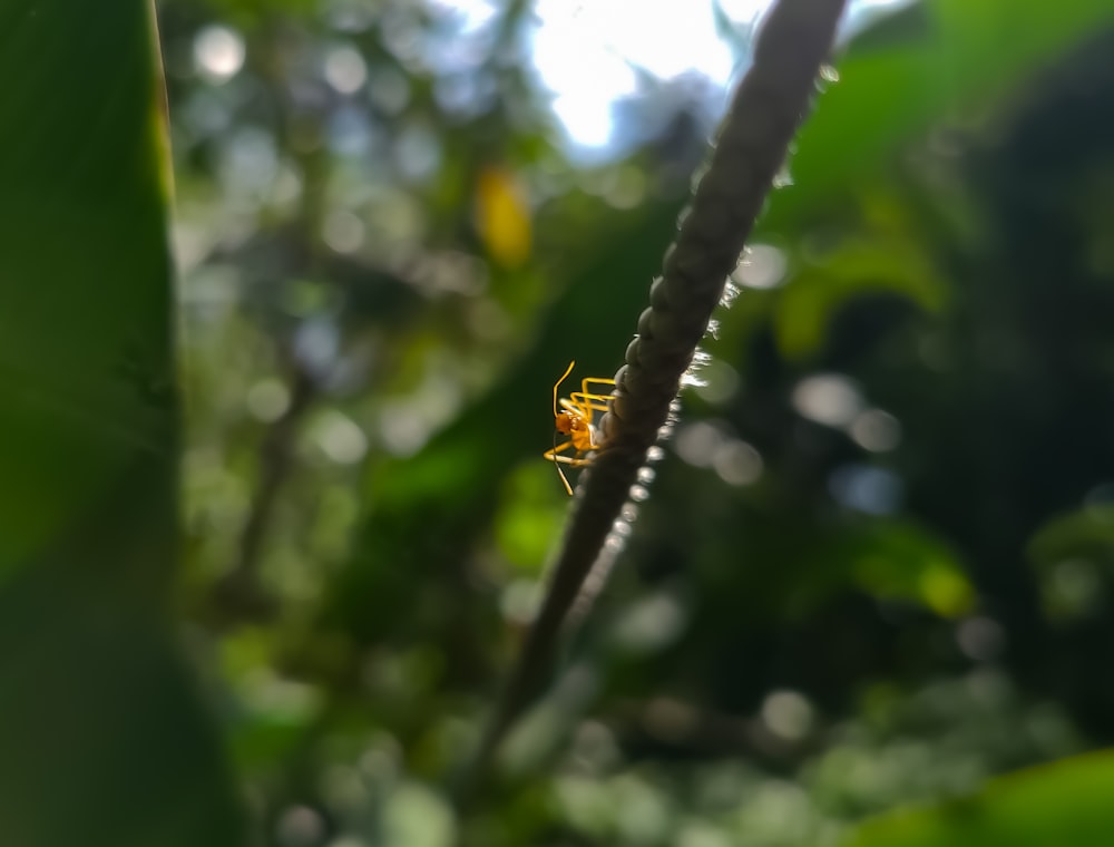 uma aranha amarela sentada em cima de uma folha verde