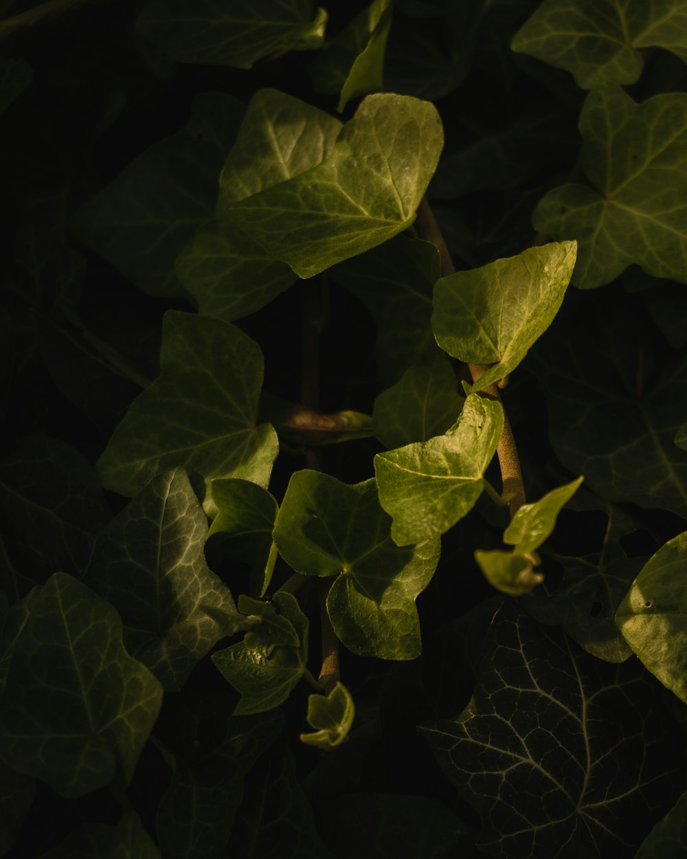 Un primo piano di una pianta verde con le foglie