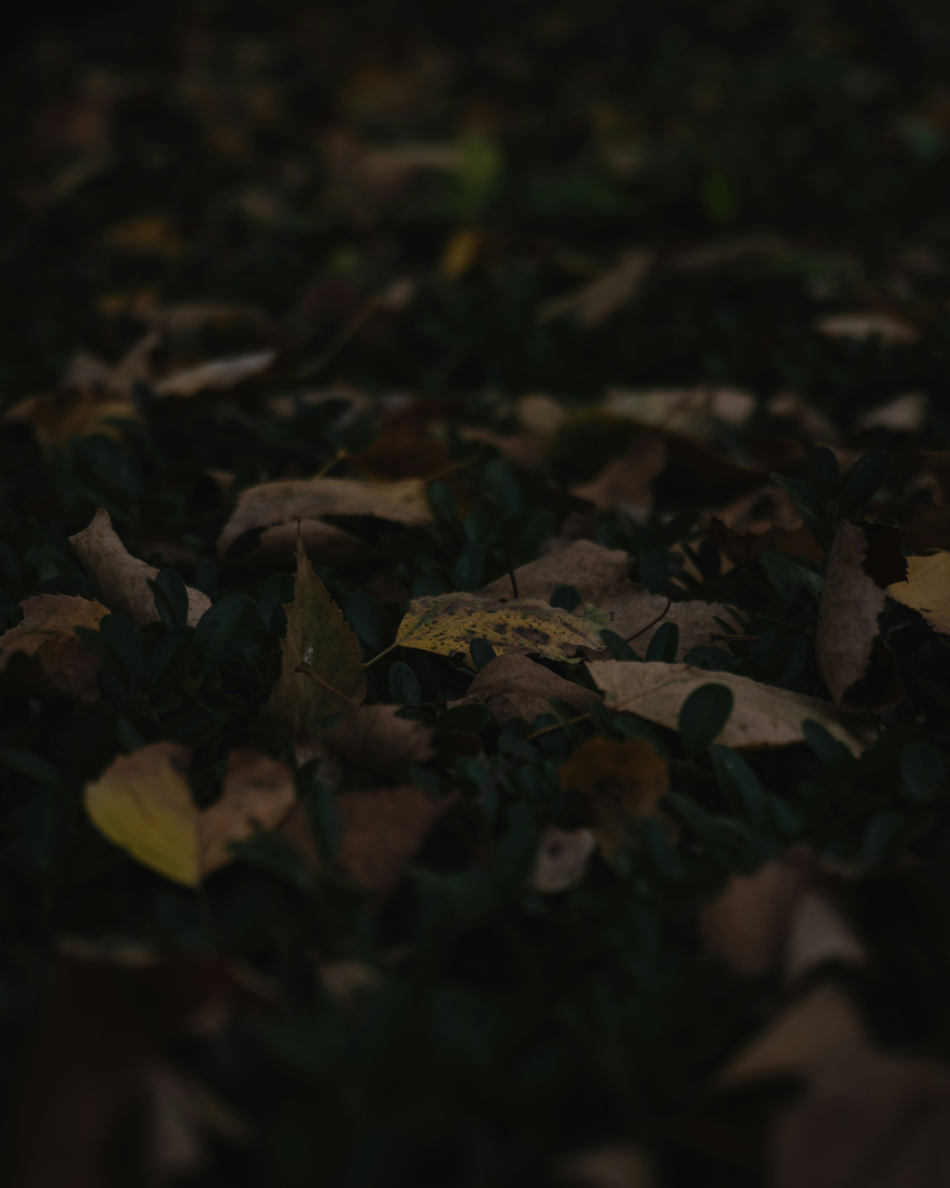 Photo by puskas_dominik