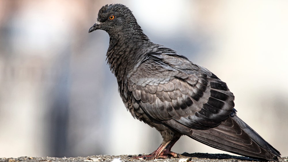 a black bird standing on top of a cement wall