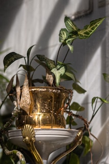 Chic indoor plant in a rose gold pot placed near a sunlit window with soft shadows.
