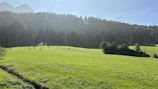 A serene landscape of lush green pastures with grazing A2 cows.