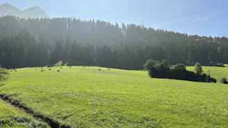 A serene landscape of the Vall d’en Bas with grazing premium cattle under soft natural light.