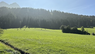 A serene dairy farm scene showcasing cows and lush greenery.