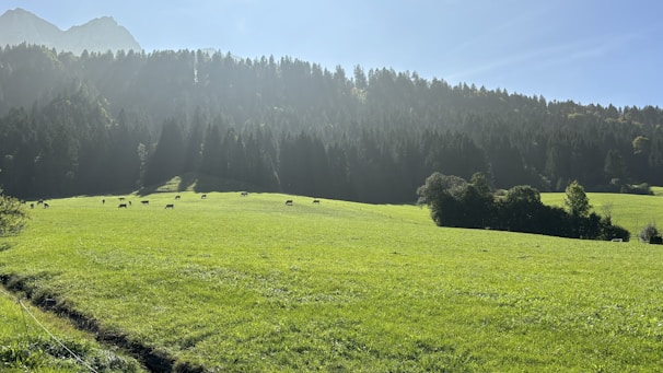 A serene landscape of lush green pastures with grazing A2 cows.