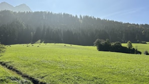 A serene landscape of lush green pastures with grazing A2 cows.