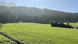 A serene landscape featuring a lush green field with grazing cows, bordered by dense, dark green forests. In the background, there's a hint of a mountain peeking through a slightly hazy sky, illuminated by gentle sunlight.