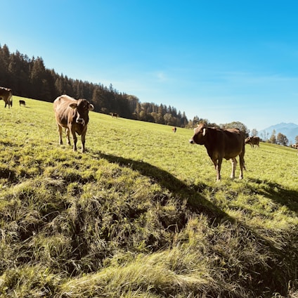 A serene pasture with grazing Murray Grey cattle under a clear blue sky.