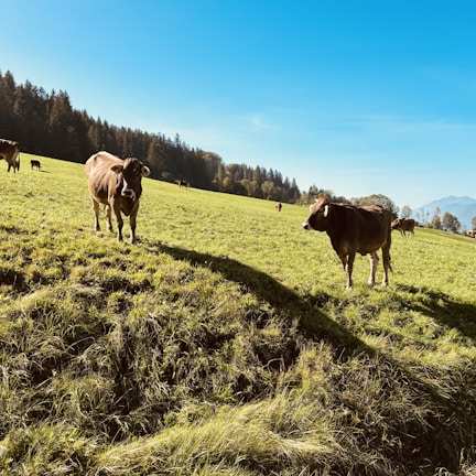 A serene farm landscape with cows grazing in a green pasture under a clear blue sky.