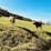 A serene farm landscape with grazing cows under a clear blue sky.